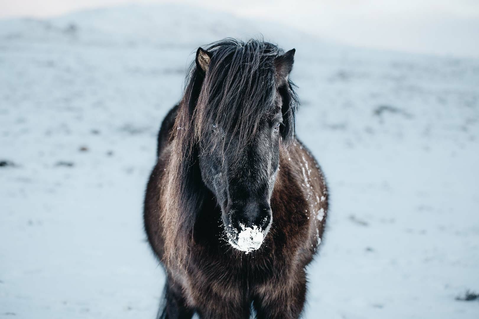 cheval-islande